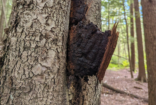 benefits of chaga