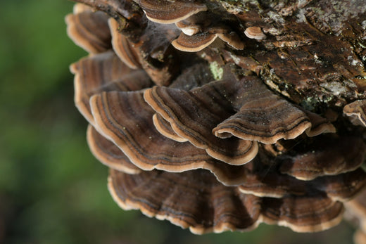 benefits of turkey tail