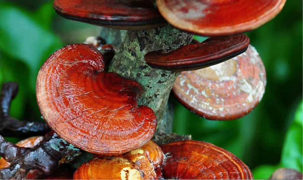 benefits of reishi