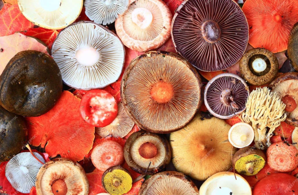 Which mushroom is best for health